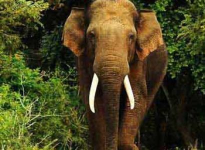 Short Escape to Kabini Tour