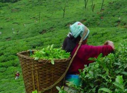 Bangalore Coorg Ooty Tour