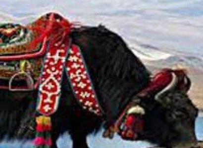 Himachal Delights Package