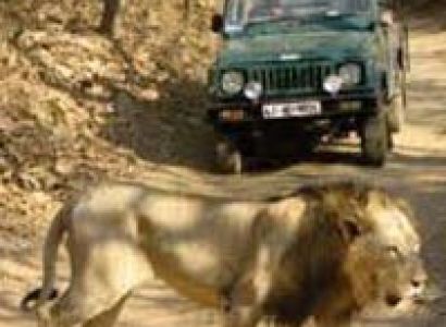 Wildlife Safari in Gujarat Tour