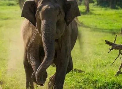 Bandipur National Park Tour