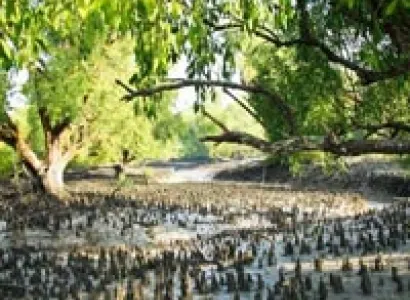Sundarbans Forest Tour