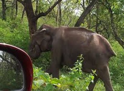 Sawai Madhopur Wild Life Tour - 01Night 02Days By Car