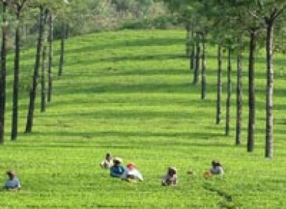 Munnar Tour Package