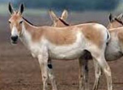 Wildlife Safari in Gujarat Tour