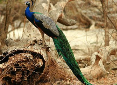 Short Escape to Sariska Tour