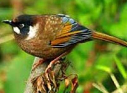 Bird Watching In Bhutan Tour