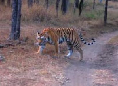 Buxa Jayanti Tour Package