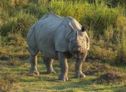 Lure Of The Jungle Tour