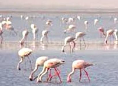 Wilderness In Gujarat Tour