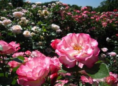 Chandigarh - Amritsar - Jallianwala 3 Days Package