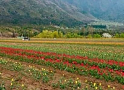 Kashmir Honeymoon Tour