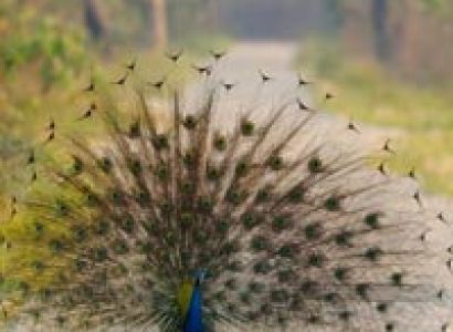 Manas - Reserved Tiger Forest