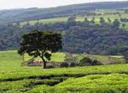 Wildlife Tour of Kenya