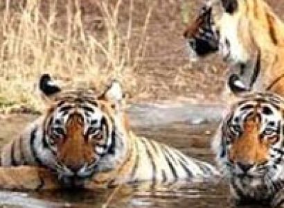 Golden  Triangle Student Tour with Ranthambore