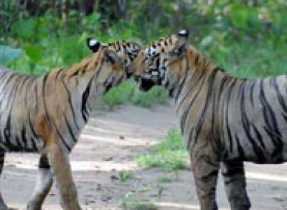 Bandhavgarh Wildlife Tour 2N / 3D For 6 Person 4 Safari