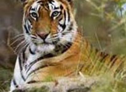 Rajaji National Park with Rishikesh and Haridwar Tour