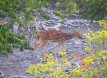 Sundarban Package Tour 2 Days