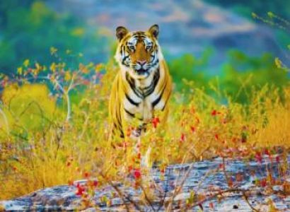 Tiger Tour of Madhya Pradesh Tour