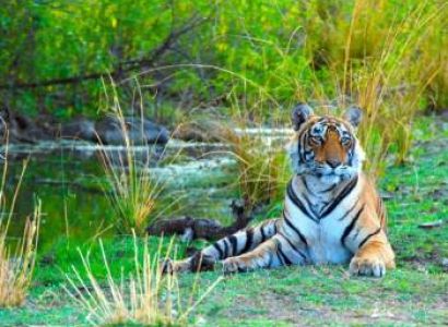 Flora and Fauna of Rajasthan Tour