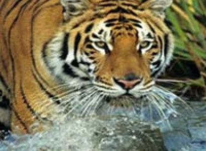 Splendid Kanha - 3D/2N Tour