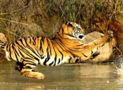 Delightful Bandhavgarh Tour