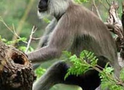 North India Wildlife Tour