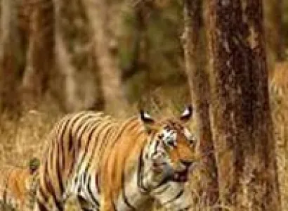 Short Escape to Pench Tour