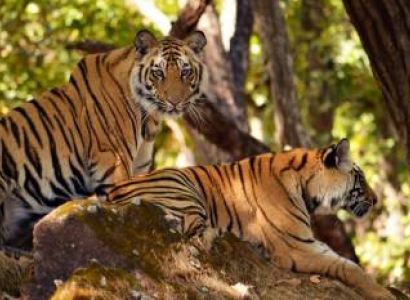 Odisha Wildlife Tours Package