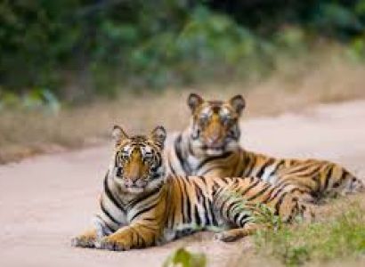 Taj Mahal  with Tiger Parks & Khajuraho - Varanasi
