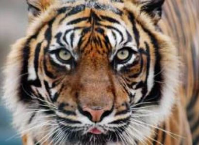 Indian Tiger with Khajuraho & Agra Tour