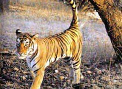 Discover Wildlife India Tour