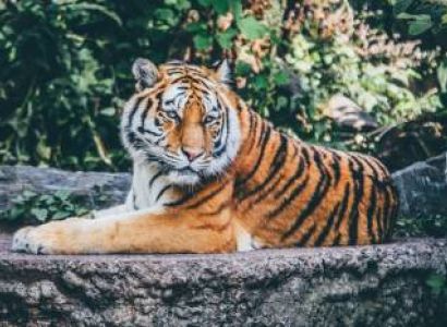 Golden Triangle with Tiger Tour