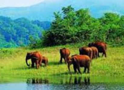 Munnar Athirapally Honeymoon Package