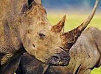 Kaziranga Wildlife Tour