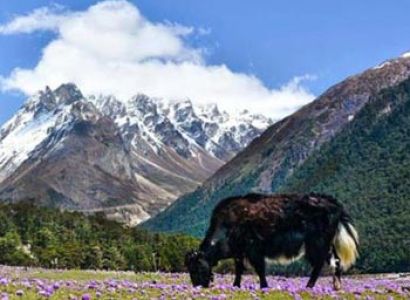 Darjeeling - Kalimpong - Gangtok Tour