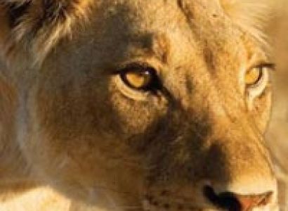 4-days - Masai Mara - lake - Nakuru - lodge - safaris Tour