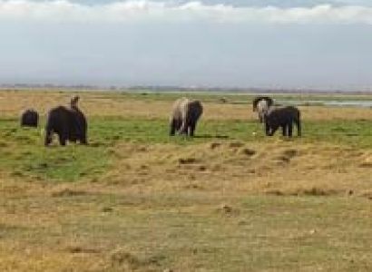 3 days Amboseli National park Tour