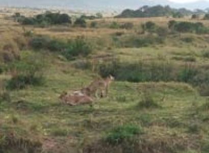 4 days masai mara and Lake nakuru luxury safari Tour