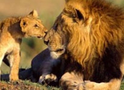 West India Lion Safari Tour