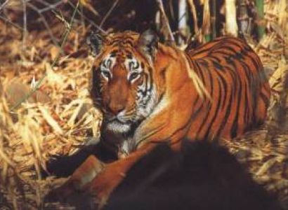 All Assam Wild Life Tour