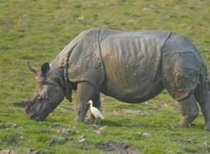 Kaziranga Safari Tour