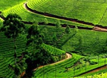 Bangalore - Mysore - Ooty - Kodaikanal Tour