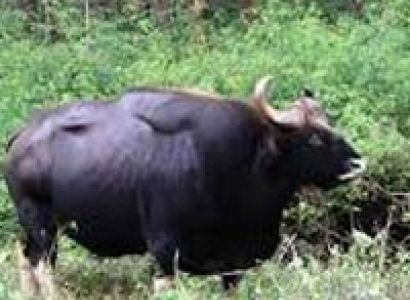 Wayanad & Kabini from Bangalore Tour