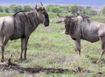 Mara Serena Safari Tour
