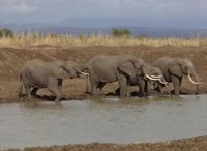 Mid range safari Tour