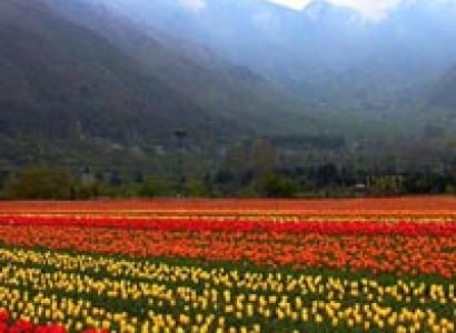 Bagh - e - Kashmir Tour