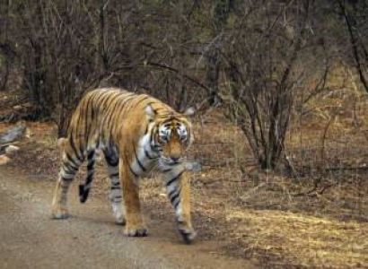 Ranthambore National Park Tour