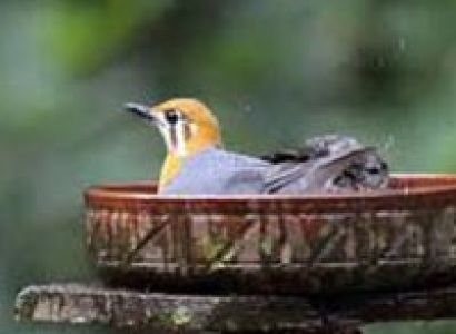 Crocodile Spotting and Bird Watching in Goa Trip Tour