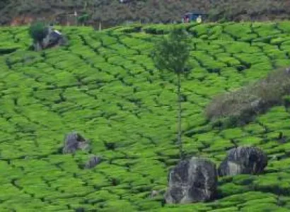 Kerala Honeymoon Tour